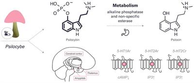 Frontiers | Three Naturally-Occurring Psychedelics And Their ...